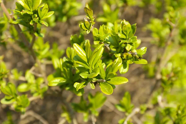 Belle foglie primaverili su albero all'aperto — Foto Stock