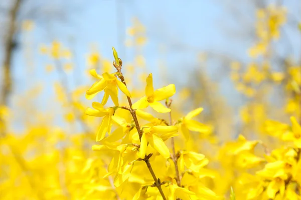 Vackra forsythia blomma utomhus — Stockfoto