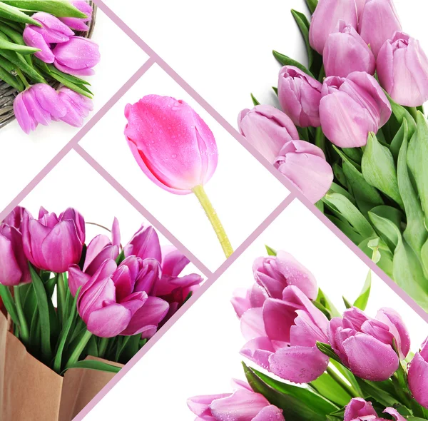 Colagem de belas tulipas de perto — Fotografia de Stock