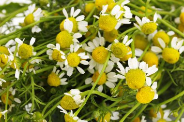 tıbbi papatya yakın çekim