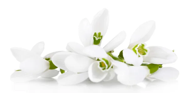 美丽的雪莲花，孤立的白色衬底上 — 图库照片