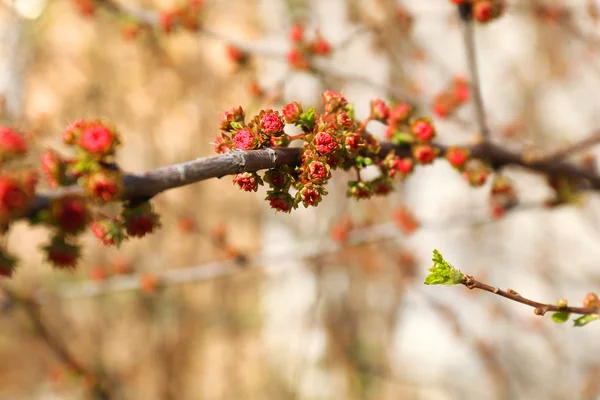 Beautiful spring leaves on tree outdoors — Stock Photo, Image