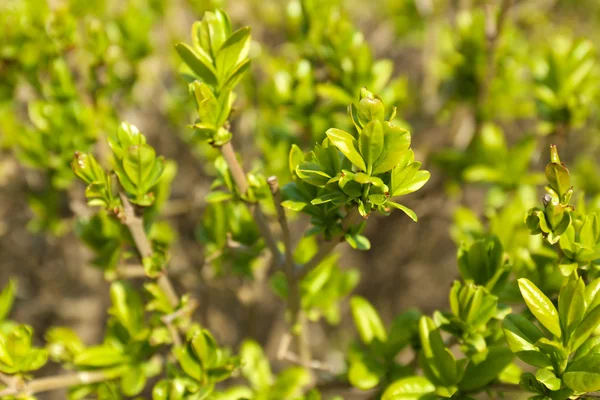 Belle foglie primaverili su albero all'aperto — Foto Stock