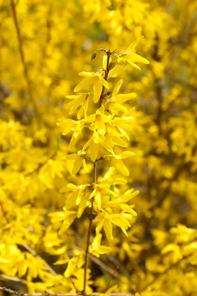 Mooie forsythia bloesem buitenshuis — Stockfoto