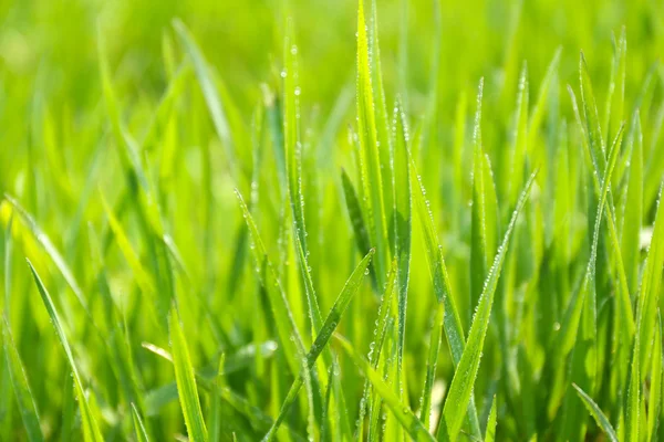 Bela grama primavera ao ar livre — Fotografia de Stock