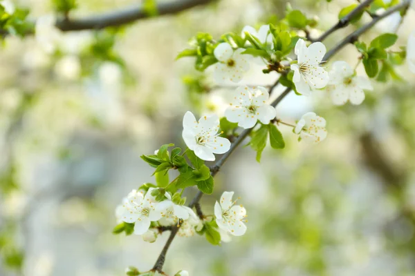 美丽的果树的花在户外 — 图库照片