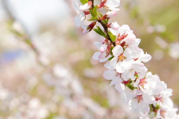 Beautiful fruit blossom, outdoors — Stock Photo, Image