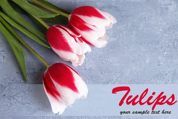 Beautiful tulips on color wooden background — Stock Photo, Image