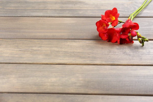Schöne Freesia-Blumen, auf Holztisch — Stockfoto