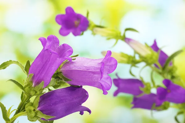 蓝钟花在绿色背景上 — 图库照片