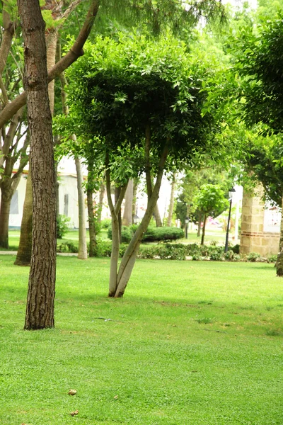 木が付いている公園芝生 — ストック写真