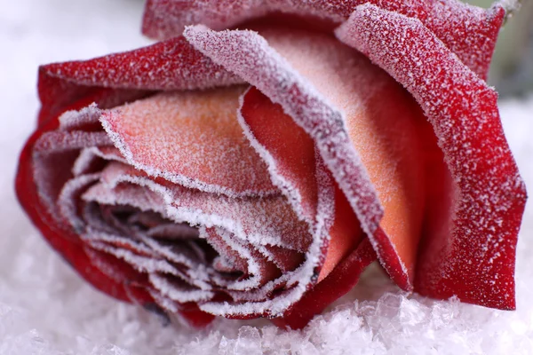 Rose covered with hoarfrost close up — Stock Photo, Image