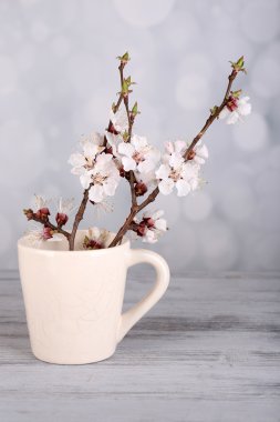 güzel kayısı çiçeği üzerinde açık renkli Kupası