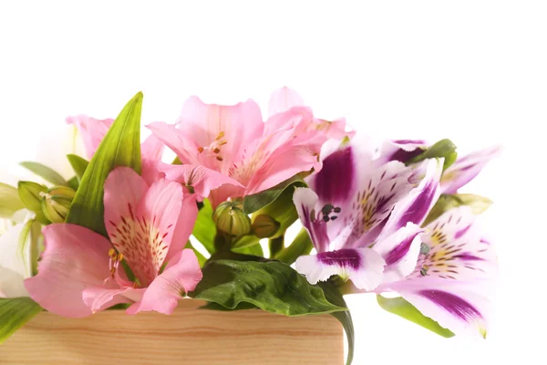 Belles fleurs d'Alstroemeria, isolées sur blanc — Photo