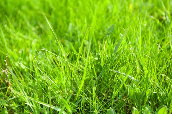 Hermosa hierba de primavera al aire libre — Foto de Stock