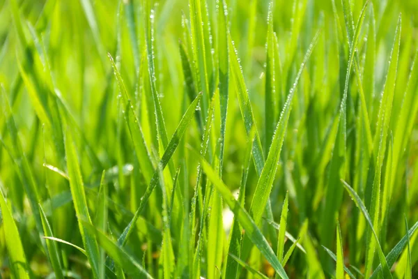 Красива весняна трава на відкритому повітрі — стокове фото