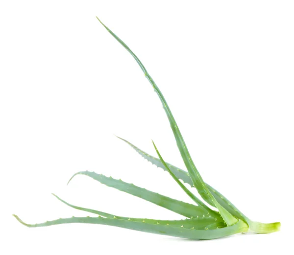 Fresh green aloe, isolated on white — Stock Photo, Image