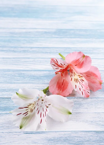 Belles fleurs Alstroemeria sur table en bois — Photo