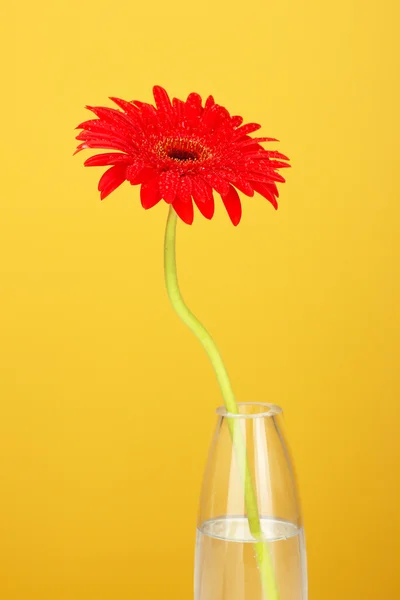 Beautiful red gerbera in vase on yellow background close-up — Stock Photo, Image