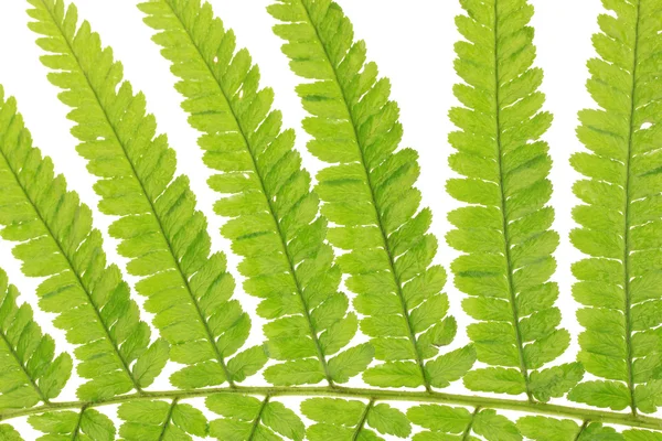 Fern on white background close-up — Stock Photo, Image