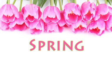 beyaz izole güzel pembe laleler