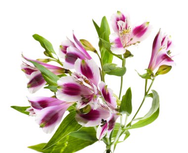 alstroemeria çiçekler üzerinde beyaz izole