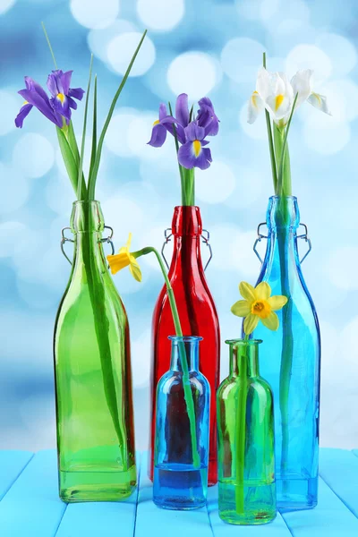 Beautiful irises and daffodils in bottles, on light background — Stock Photo, Image