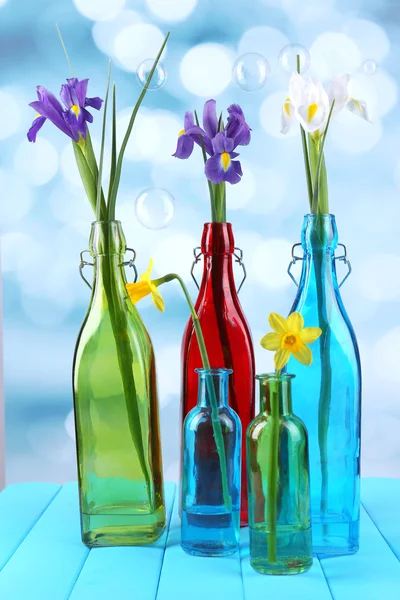 Beautiful irises and daffodils in bottles, on light background — Stock Photo, Image