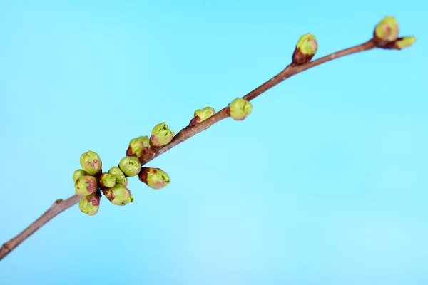 Blattknospe auf blauem Hintergrund — Stockfoto