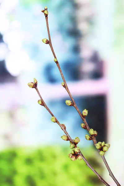 Stock image Leaf bud on bright background