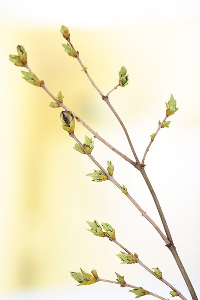 Leaf bud on bright background