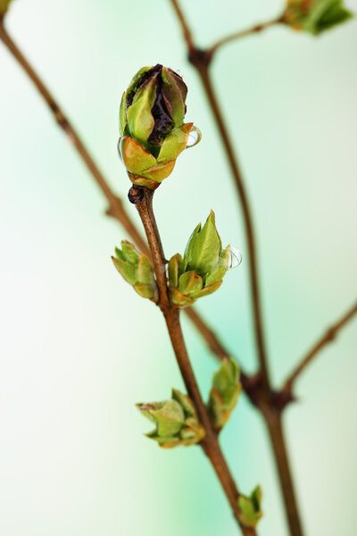 Leaf bud on bright background