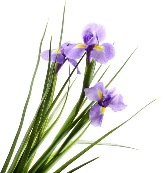 Beautiful iris flower isolated on white — Stock Photo, Image