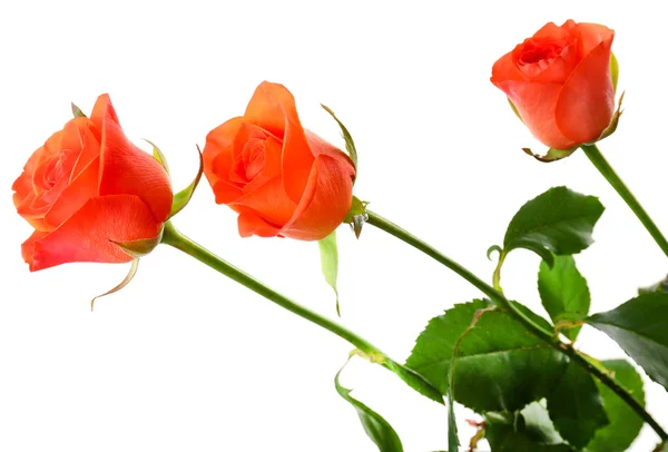 Hermosas rosas aisladas en blanco — Foto de Stock