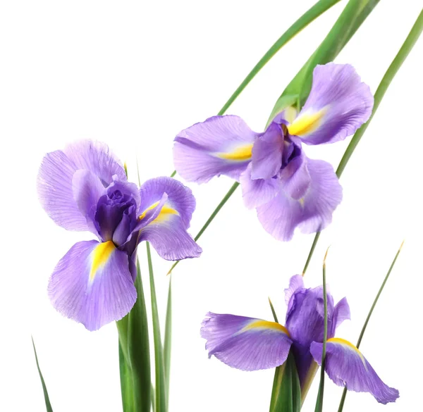 Beautiful iris flower isolated on white — Stock Photo, Image