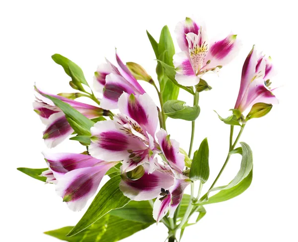 Alstroemeria flores aisladas en blanco — Foto de Stock