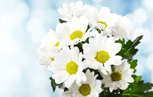 Beautiful chrysanthemum flowers on bright background — Stock Photo, Image