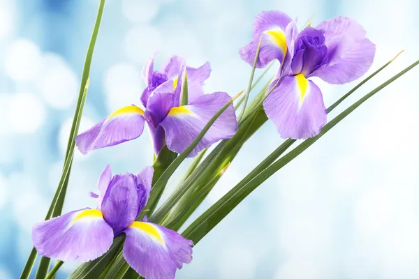 Beautiful iris flower on bright background — Stock Photo, Image