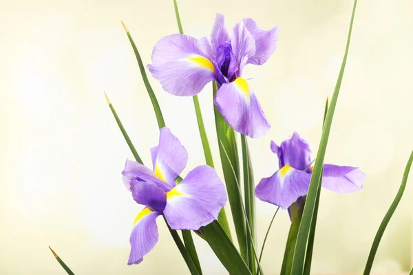 Vackra iris blomma på ljus bakgrund — Stockfoto