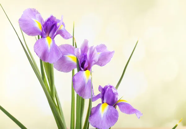 Hermosa flor de iris sobre fondo brillante — Foto de Stock