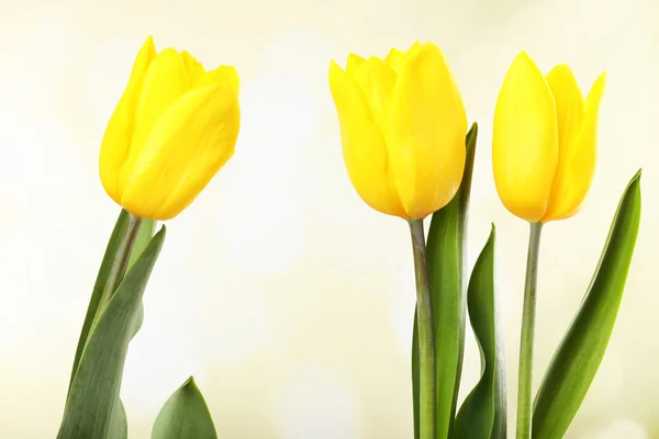 Mooie tulpen op lichte achtergrond — Stockfoto