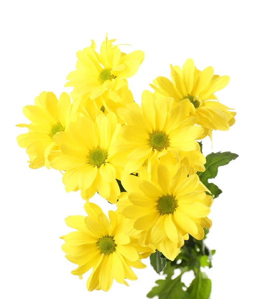 Schöne Chrysanthemenblüten isoliert auf weiß — Stockfoto