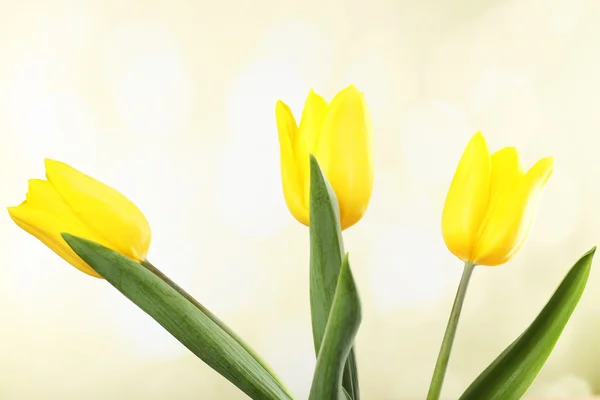 Vackra tulpaner på ljus bakgrund — Stockfoto