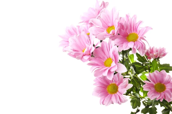 Lindas flores de crisântemo isoladas em branco — Fotografia de Stock