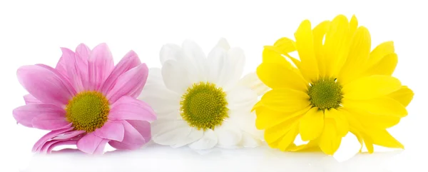 Hermosas flores de crisantemo aisladas en blanco —  Fotos de Stock