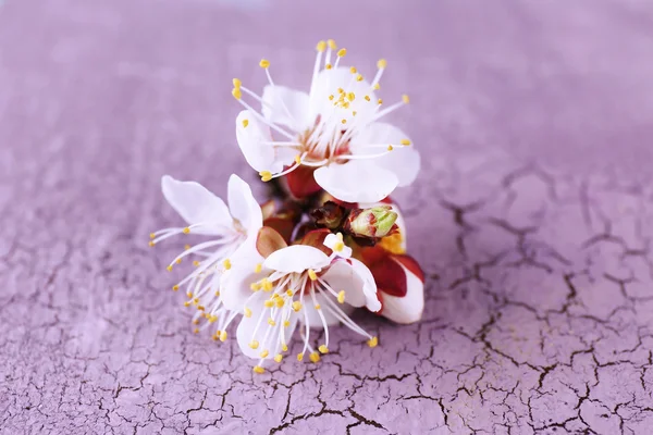 Beautiful apricot blossom on old wooden background — Stock Photo, Image