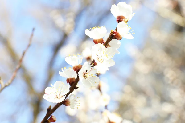 Blooming cherry tree twigs in spring close up — Stock Photo, Image