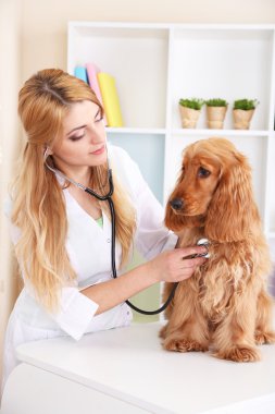 Güzel bayan veteriner klinikte köpeğini muayene ediyor.