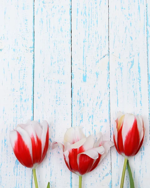 Krásné tulipány na barevné dřevěné pozadí — Stock fotografie