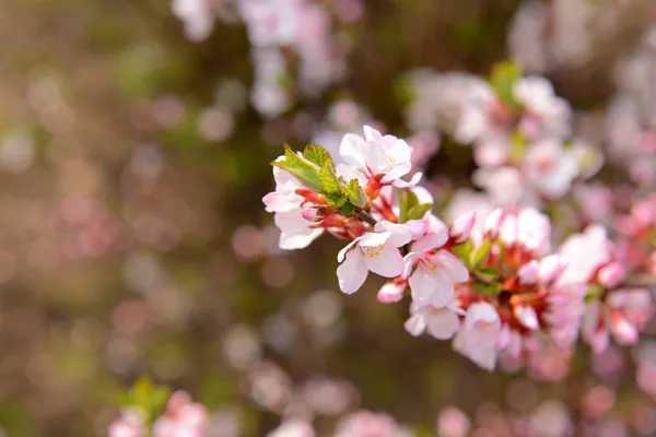 Beautiful fruit blossom, outdoors — Stock Photo, Image